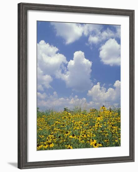 Black-Eyed Susans and Clouds, Oldham County, Kentucky, USA-Adam Jones-Framed Photographic Print