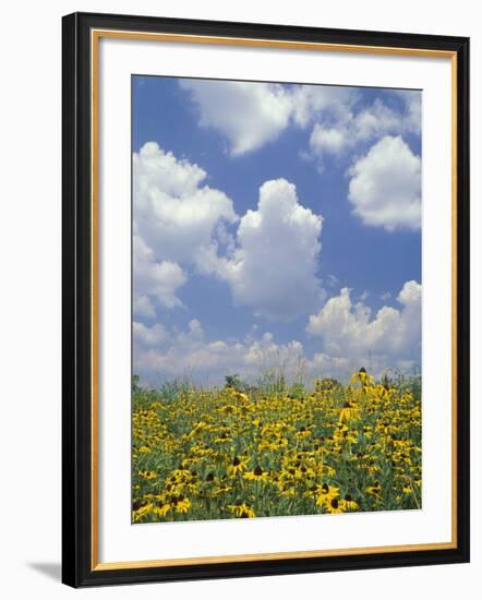 Black-Eyed Susans and Clouds, Oldham County, Kentucky, USA-Adam Jones-Framed Photographic Print