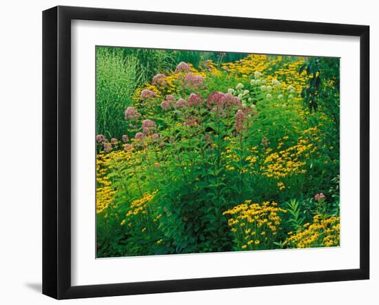 Black-eyed Susans and Sweet Joe-Pye Weed in the Holden Arboretum, Cleveland, Ohio, USA-Adam Jones-Framed Photographic Print