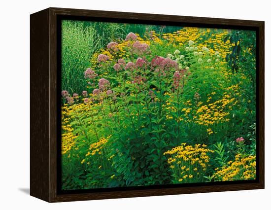 Black-eyed Susans and Sweet Joe-Pye Weed in the Holden Arboretum, Cleveland, Ohio, USA-Adam Jones-Framed Premier Image Canvas