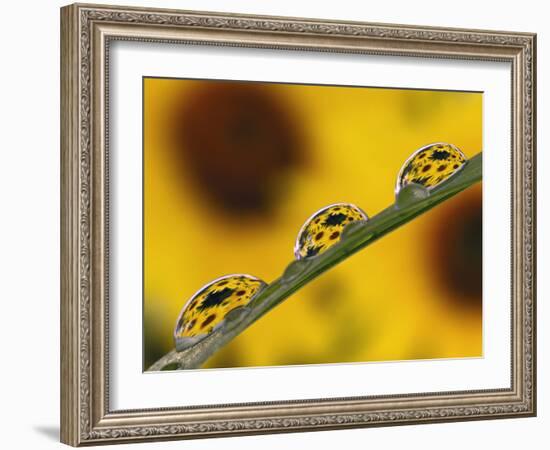 Black Eyed Susans Refracted in Dew Drops on Blade of Grass-Adam Jones-Framed Photographic Print