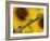 Black Eyed Susans Refracted in Dew Drops on Blade of Grass-Adam Jones-Framed Photographic Print