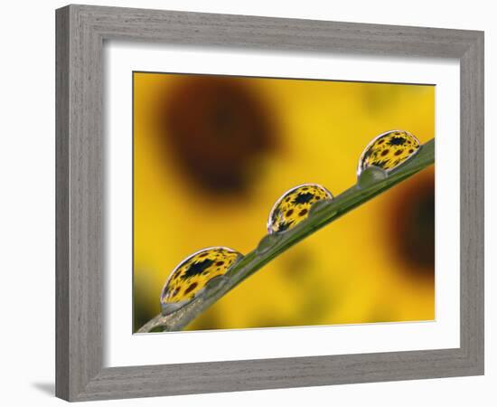 Black Eyed Susans Refracted in Dew Drops on Blade of Grass-Adam Jones-Framed Photographic Print