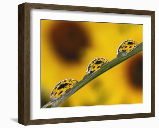 Black Eyed Susans Refracted in Dew Drops on Blade of Grass-Adam Jones-Framed Photographic Print