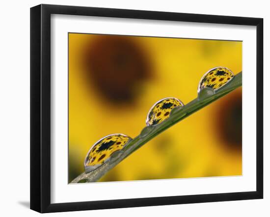 Black Eyed Susans Refracted in Dew Drops on Blade of Grass-Adam Jones-Framed Photographic Print