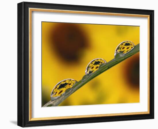 Black Eyed Susans Refracted in Dew Drops on Blade of Grass-Adam Jones-Framed Photographic Print