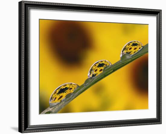 Black Eyed Susans Refracted in Dew Drops on Blade of Grass-Adam Jones-Framed Photographic Print