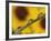 Black Eyed Susans Refracted in Dew Drops on Blade of Grass-Adam Jones-Framed Photographic Print