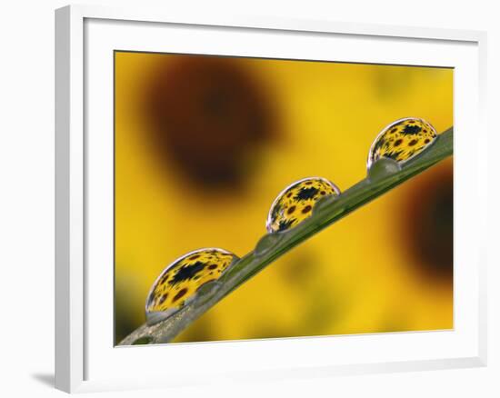 Black Eyed Susans Refracted in Dew Drops on Blade of Grass-Adam Jones-Framed Photographic Print