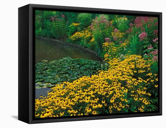 Black-Eyed Susans, Rudbeckia Hirta, and Joe Pye Weed, Holden Arboretum, Cleveland, Ohio, USA-Adam Jones-Framed Premier Image Canvas