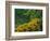 Black-Eyed Susans, Rudbeckia Hirta, and Joe Pye Weed, Holden Arboretum, Cleveland, Ohio, USA-Adam Jones-Framed Photographic Print