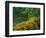 Black-Eyed Susans, Rudbeckia Hirta, and Joe Pye Weed, Holden Arboretum, Cleveland, Ohio, USA-Adam Jones-Framed Photographic Print