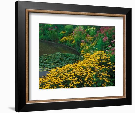 Black-Eyed Susans, Rudbeckia Hirta, and Joe Pye Weed, Holden Arboretum, Cleveland, Ohio, USA-Adam Jones-Framed Photographic Print