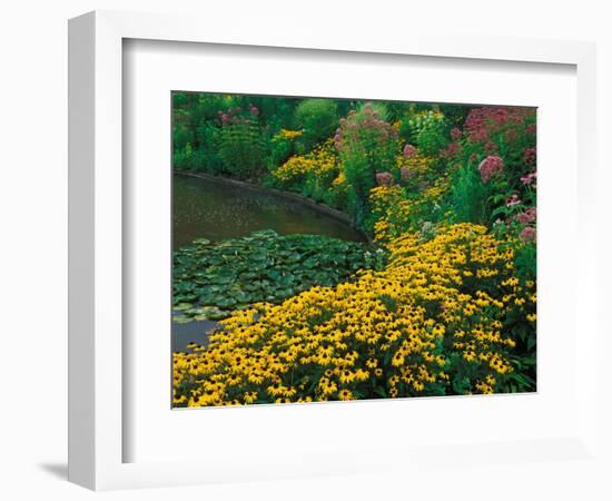 Black-Eyed Susans, Rudbeckia Hirta, and Joe Pye Weed, Holden Arboretum, Cleveland, Ohio, USA-Adam Jones-Framed Photographic Print