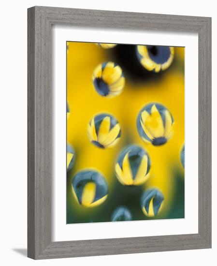 Black-Eyed Susans Seen Through Water Droplets-Adam Jones-Framed Photographic Print