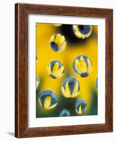 Black-Eyed Susans Seen Through Water Droplets-Adam Jones-Framed Photographic Print