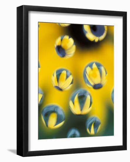 Black-Eyed Susans Seen Through Water Droplets-Adam Jones-Framed Photographic Print