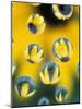 Black-Eyed Susans Seen Through Water Droplets-Adam Jones-Mounted Photographic Print