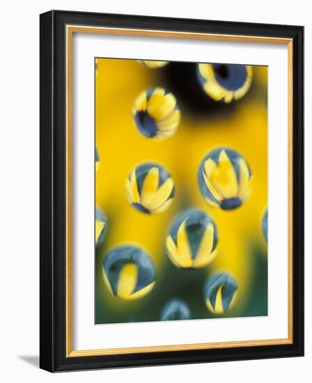 Black-Eyed Susans Seen Through Water Droplets-Adam Jones-Framed Photographic Print