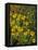 Black Eyed Susans Wildflowers, Neil Smith Nwr, Iowa, USA-Chuck Haney-Framed Premier Image Canvas