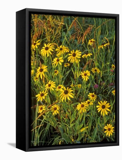 Black Eyed Susans Wildflowers, Neil Smith Nwr, Iowa, USA-Chuck Haney-Framed Premier Image Canvas