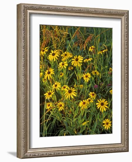 Black Eyed Susans Wildflowers, Neil Smith Nwr, Iowa, USA-Chuck Haney-Framed Photographic Print