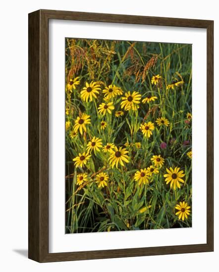 Black Eyed Susans Wildflowers, Neil Smith Nwr, Iowa, USA-Chuck Haney-Framed Photographic Print