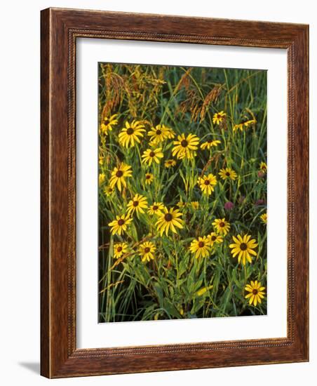 Black Eyed Susans Wildflowers, Neil Smith Nwr, Iowa, USA-Chuck Haney-Framed Photographic Print