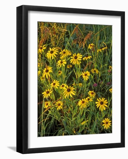 Black Eyed Susans Wildflowers, Neil Smith Nwr, Iowa, USA-Chuck Haney-Framed Photographic Print