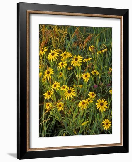 Black Eyed Susans Wildflowers, Neil Smith Nwr, Iowa, USA-Chuck Haney-Framed Photographic Print