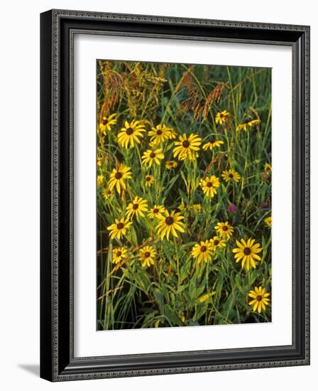 Black Eyed Susans Wildflowers, Neil Smith Nwr, Iowa, USA-Chuck Haney-Framed Photographic Print