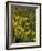 Black Eyed Susans Wildflowers, Neil Smith Nwr, Iowa, USA-Chuck Haney-Framed Photographic Print