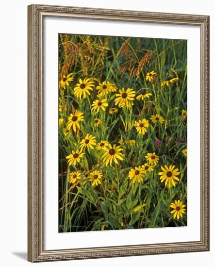 Black Eyed Susans Wildflowers, Neil Smith Nwr, Iowa, USA-Chuck Haney-Framed Photographic Print