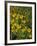 Black Eyed Susans Wildflowers, Neil Smith Nwr, Iowa, USA-Chuck Haney-Framed Photographic Print