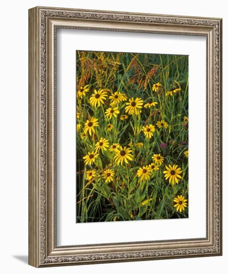 Black Eyed Susans Wildflowers, Neil Smith Nwr, Iowa, USA-Chuck Haney-Framed Photographic Print