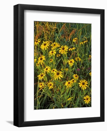 Black Eyed Susans Wildflowers, Neil Smith Nwr, Iowa, USA-Chuck Haney-Framed Photographic Print