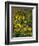 Black Eyed Susans Wildflowers, Neil Smith Nwr, Iowa, USA-Chuck Haney-Framed Photographic Print