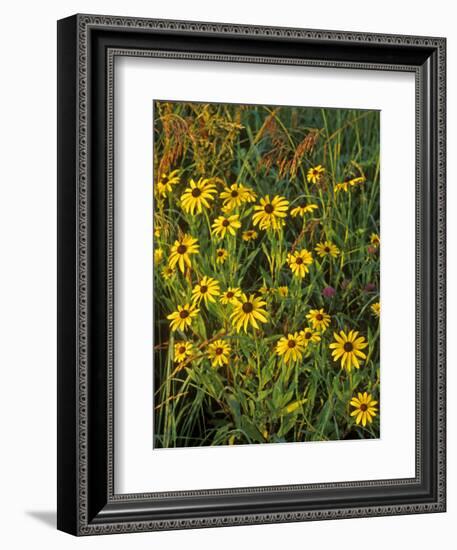 Black Eyed Susans Wildflowers, Neil Smith Nwr, Iowa, USA-Chuck Haney-Framed Photographic Print