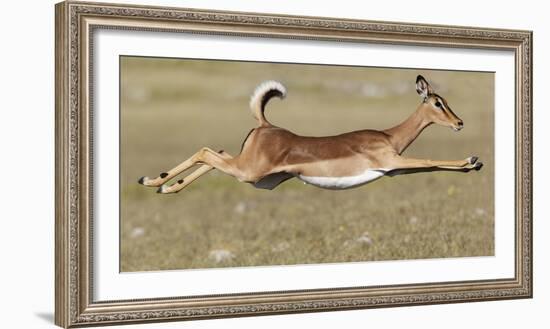 Black Faced Impala (Aepyceros Melamis Petersi) Female Jumping, Etosha National Park, Namibia-Tony Heald-Framed Photographic Print