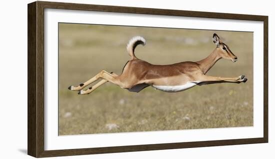 Black Faced Impala (Aepyceros Melamis Petersi) Female Jumping, Etosha National Park, Namibia-Tony Heald-Framed Photographic Print