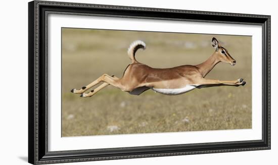 Black Faced Impala (Aepyceros Melamis Petersi) Female Jumping, Etosha National Park, Namibia-Tony Heald-Framed Photographic Print