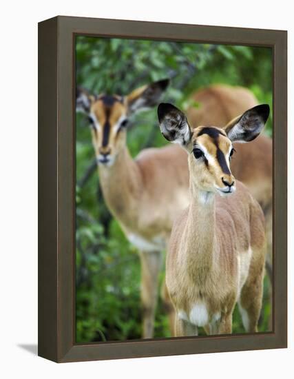 Black Faced Impala in Etosha National Park, Namibia-Julian Love-Framed Premier Image Canvas