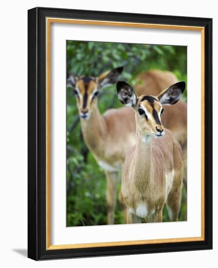 Black Faced Impala in Etosha National Park, Namibia-Julian Love-Framed Photographic Print