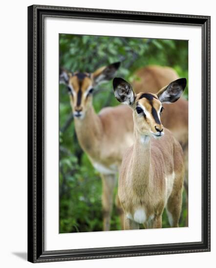 Black Faced Impala in Etosha National Park, Namibia-Julian Love-Framed Photographic Print