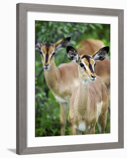 Black Faced Impala in Etosha National Park, Namibia-Julian Love-Framed Photographic Print