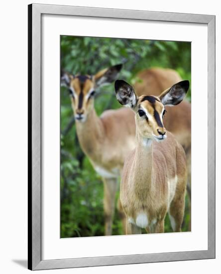 Black Faced Impala in Etosha National Park, Namibia-Julian Love-Framed Photographic Print