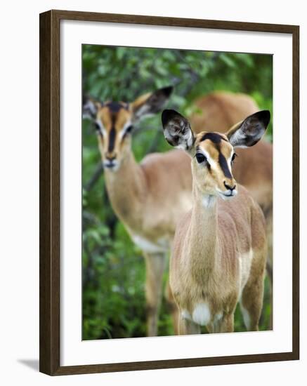 Black Faced Impala in Etosha National Park, Namibia-Julian Love-Framed Photographic Print