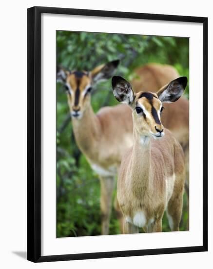 Black Faced Impala in Etosha National Park, Namibia-Julian Love-Framed Photographic Print