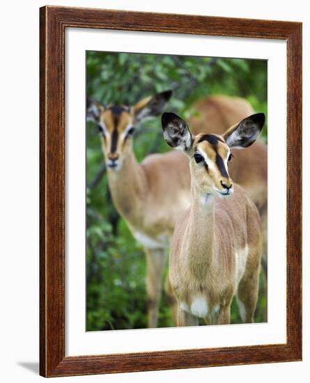 Black Faced Impala in Etosha National Park, Namibia-Julian Love-Framed Photographic Print