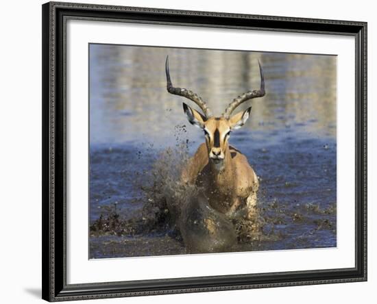 Black Faced Impala, Running Through Water, Namibia-Tony Heald-Framed Photographic Print